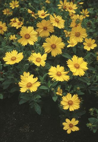 Foto de variedad de flores para ser usadas como: Maceta y planta de temporada Coreopsis pubescens Sunshine Superman