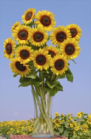 Foto de variedad de flores para ser usadas como: Flor cortada Helianthus annuus Full Sun Improved F1