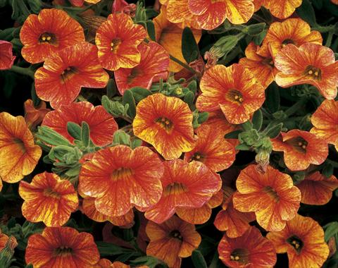 Foto de variedad de flores para ser usadas como: Maceta, planta de temporada, patio Calibrachoa Callie® Sunrise
