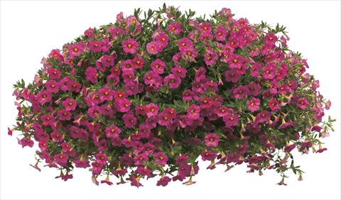 Foto de variedad de flores para ser usadas como: Maceta, planta de temporada, patio Calibrachoa Callie® Coral Pink