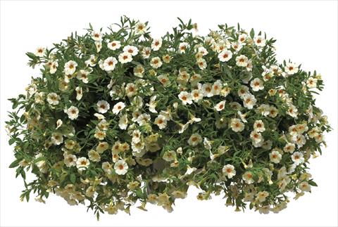 Foto de variedad de flores para ser usadas como: Maceta, planta de temporada, patio Calibrachoa Callie® Cream with Eye