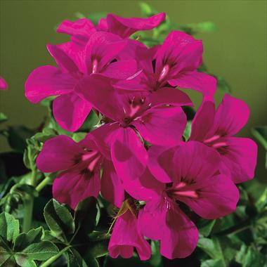 Foto de variedad de flores para ser usadas como: Patio, Maceta Pelargonium peltatum Gen® Rainbow Neon