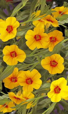 Foto de variedad de flores para ser usadas como: Maceta, planta de temporada, patio Calibrachoa Callie® Gold with Red Eye