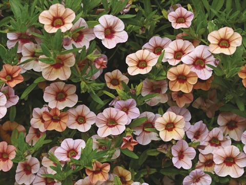 Foto de variedad de flores para ser usadas como: Maceta, planta de temporada, patio Calibrachoa Callie® Peach 08