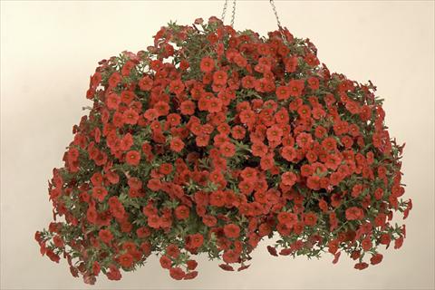 Foto de variedad de flores para ser usadas como: Maceta, planta de temporada, patio Calibrachoa Callie® Scarlet 08