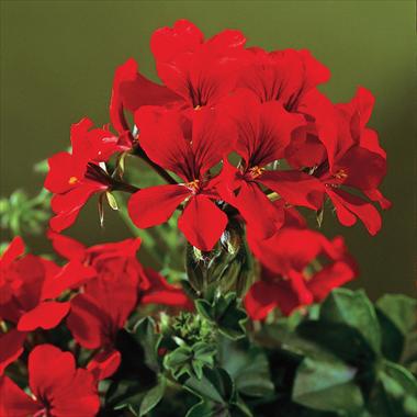 Foto de variedad de flores para ser usadas como: Patio, Maceta Pelargonium peltatum Gen® Rainbow Red