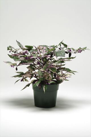 Foto de variedad de flores para ser usadas como: Maceta y planta de temporada Capsicum annuum Calico Ornamental Pepper