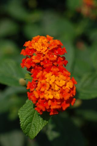 Foto de variedad de flores para ser usadas como: Maceta, planta de temporada, patio Lantana camara TOP Calippo Red