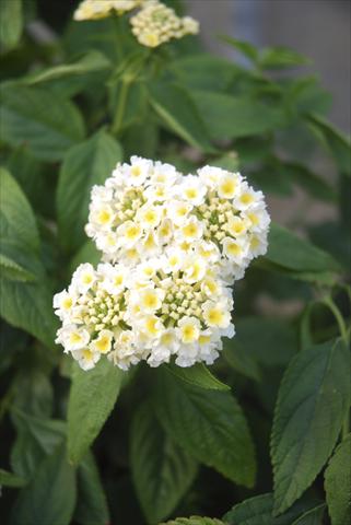 Foto de variedad de flores para ser usadas como: Maceta, planta de temporada, patio Lantana camara TOP Calippo White