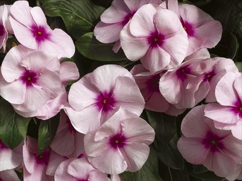 Foto de variedad de flores para ser usadas como: Maceta y planta de temporada Catharanthus roseus - Vinca Nirvana© Pink Blush