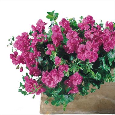 Foto de variedad de flores para ser usadas como: Patio, Maceta Pelargonium peltatum Starbright Amethyst