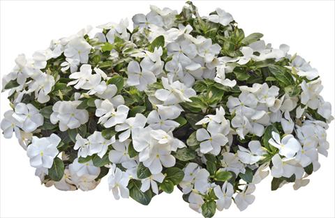 Foto de variedad de flores para ser usadas como: Maceta y planta de temporada Catharanthus roseus - Vinca Nirvana© White Improved