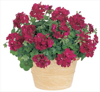 Foto de variedad de flores para ser usadas como: Patio, Maceta Pelargonium peltatum Starbright Violet