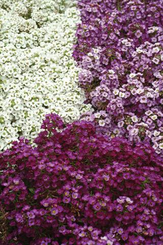 Foto de variedad de flores para ser usadas como: Maceta y planta de temporada Alyssum maritimum Clear Crystal Mixture
