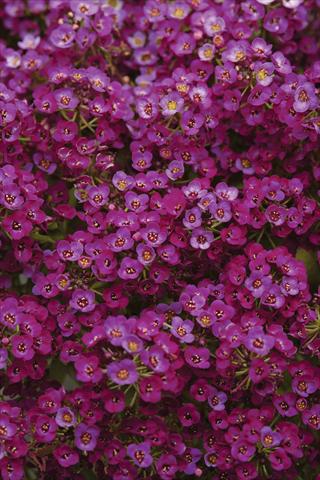 Foto de variedad de flores para ser usadas como: Maceta y planta de temporada Alyssum maritimum Clear Crystal Purple Shades