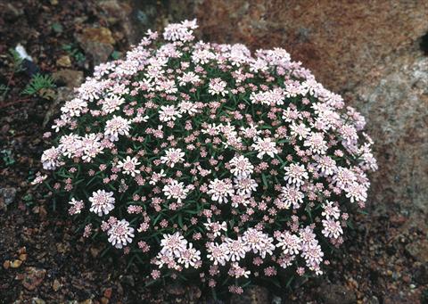 Foto de variedad de flores para ser usadas como: Planta de temporada / borde del macizo Iberis aurosica Sweetheart