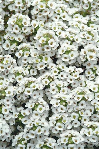 Foto de variedad de flores para ser usadas como: Maceta y planta de temporada Alyssum maritimum Clear Crystal White