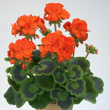 Foto de variedad de flores para ser usadas como: Maceta o Tarrina de colgar Pelargonium zonale Gen® Trend Orange