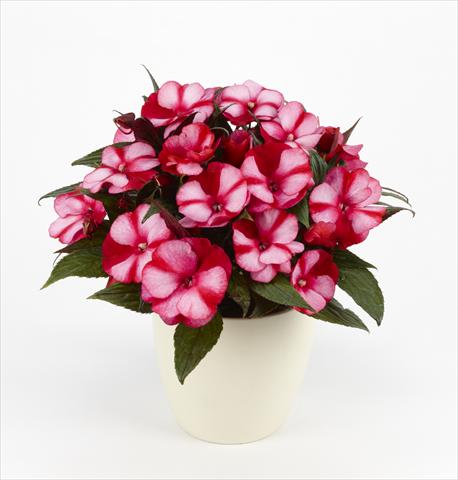 Foto de variedad de flores para ser usadas como: Maceta, planta de temporada, patio Impatiens N. Guinea Paradise® Amuna