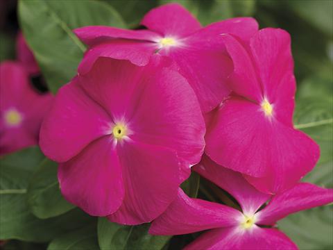 Foto de variedad de flores para ser usadas como: Maceta y planta de temporada Catharanthus roseus - Vinca Cora Pink