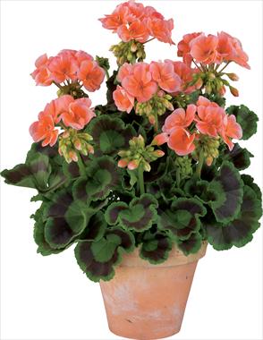 Foto de variedad de flores para ser usadas como: Maceta o Tarrina de colgar Pelargonium zonale Gen® Trend Salmon