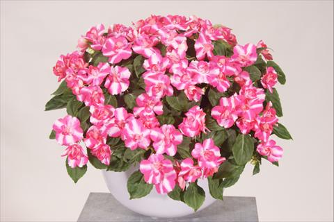 Foto de variedad de flores para ser usadas como: Maceta, planta de temporada, patio Impatiens walleriana Silhouette® Rose Star