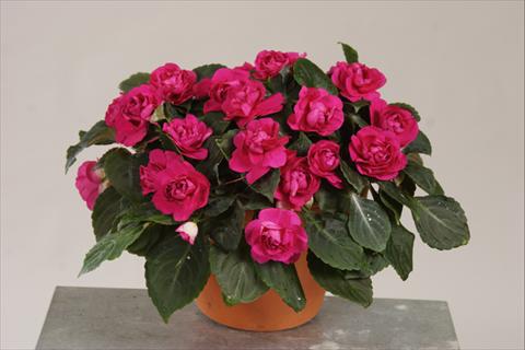 Foto de variedad de flores para ser usadas como: Maceta, planta de temporada, patio Impatiens walleriana Silhouette® Purple