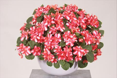 Foto de variedad de flores para ser usadas como: Maceta, planta de temporada, patio Impatiens walleriana Silhouette® Red Star