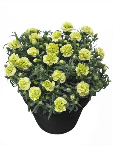 Foto de variedad de flores para ser usadas como: Maceta Dianthus Jade