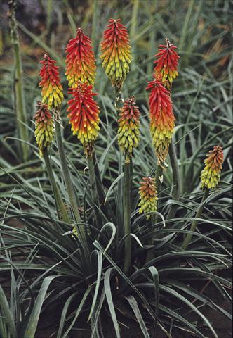 Foto de variedad de flores para ser usadas como: Planta de temporada / borde del macizo Kniphofia hirstuta Fire Dance