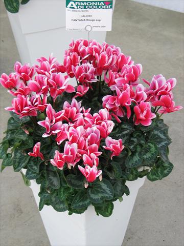 Foto de variedad de flores para ser usadas como: Maceta Cyclamen persicum Halios® Fantasia  Rouge