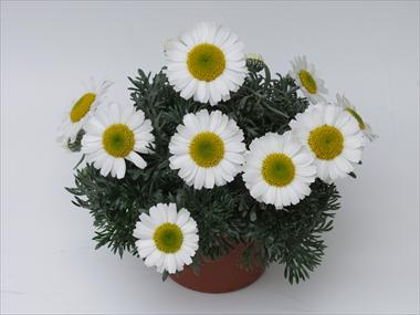 Foto de variedad de flores para ser usadas como: Maceta o Tarrina de colgar Leucanthemum Flirt