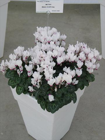 Foto de variedad de flores para ser usadas como: Maceta y planta de temporada Cyclamen persicum Metis® Blanc à oeil