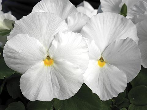 Foto de variedad de flores para ser usadas como: Maceta y planta de temporada Viola wittrockiana Karma White Imp