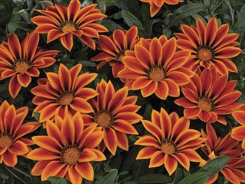 Foto de variedad de flores para ser usadas como: Maceta y planta de temporada Gazania Kiss Orange Flame