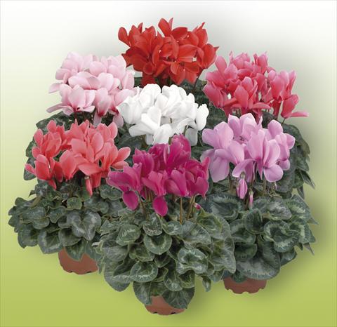 Foto de variedad de flores para ser usadas como: Maceta Cyclamen persicum Rainier Mix