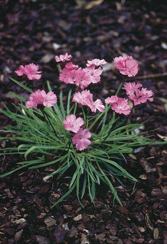 Foto de variedad de flores para ser usadas como: Maceta y planta de temporada Dianthus carthusianorum Ruperts Pink