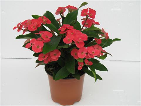 Foto de variedad de flores para ser usadas como: Maceta Euphorbia x martinii Kronos