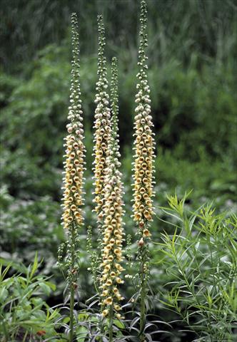 Foto de variedad de flores para ser usadas como: Planta de temporada / borde del macizo Digitalis ferruginea Gigantea Gelber Herold