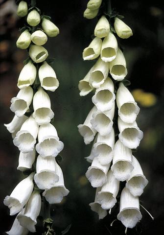 Foto de variedad de flores para ser usadas como: Planta de temporada / borde del macizo Digitalis purpurea Snow Thimble