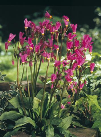 Foto de variedad de flores para ser usadas como: Planta de temporada / borde del macizo Dodecatheon tetrandrum Rotlicht