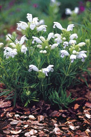 Foto de variedad de flores para ser usadas como: Planta de temporada / borde del macizo Draocephalum argunense Fuji White