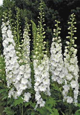 Foto de variedad de flores para ser usadas como: Planta de temporada / borde del macizo Delphinium elatum New Millennium Series Innocence