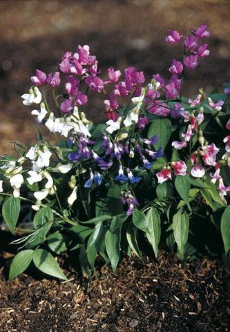 Foto de variedad de flores para ser usadas como: Maceta o Tarrina de colgar Lathyrus vernus Rainbow