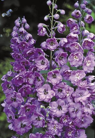 Foto de variedad de flores para ser usadas como: Planta de temporada / borde del macizo Delphinium elatum New Millennium Series Pink Punch