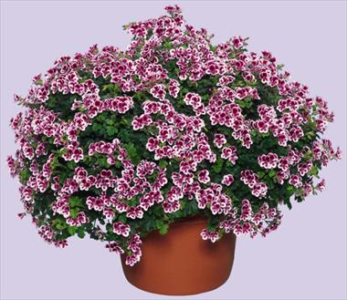 Foto de variedad de flores para ser usadas como: Patio, Tarrina de colgar Pelargonium crispum Angeleyes Randy