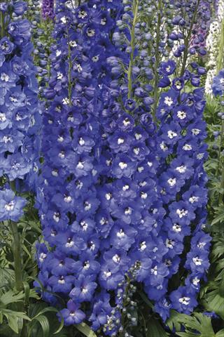 Foto de variedad de flores para ser usadas como: Planta de temporada / borde del macizo Delphinium elatum New Millennium Series Royal Aspirations
