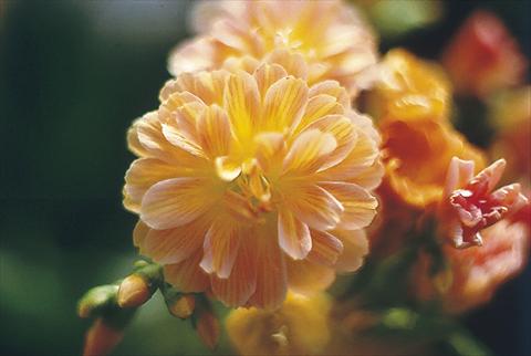Foto de variedad de flores para ser usadas como: Maceta o Tarrina de colgar Lewisia cotyledon Praline