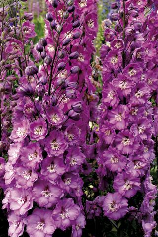 Foto de variedad de flores para ser usadas como: Planta de temporada / borde del macizo Delphinium elatum New Millennium Series Sweethearts