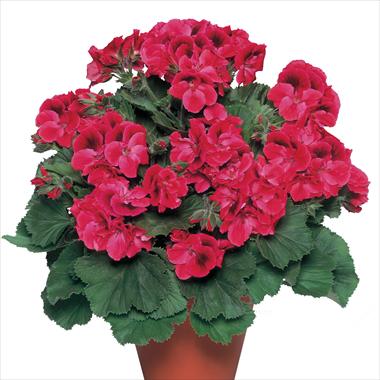 Foto de variedad de flores para ser usadas como: Maceta Pelargonium grandiflorum pac® Aristo® Claret